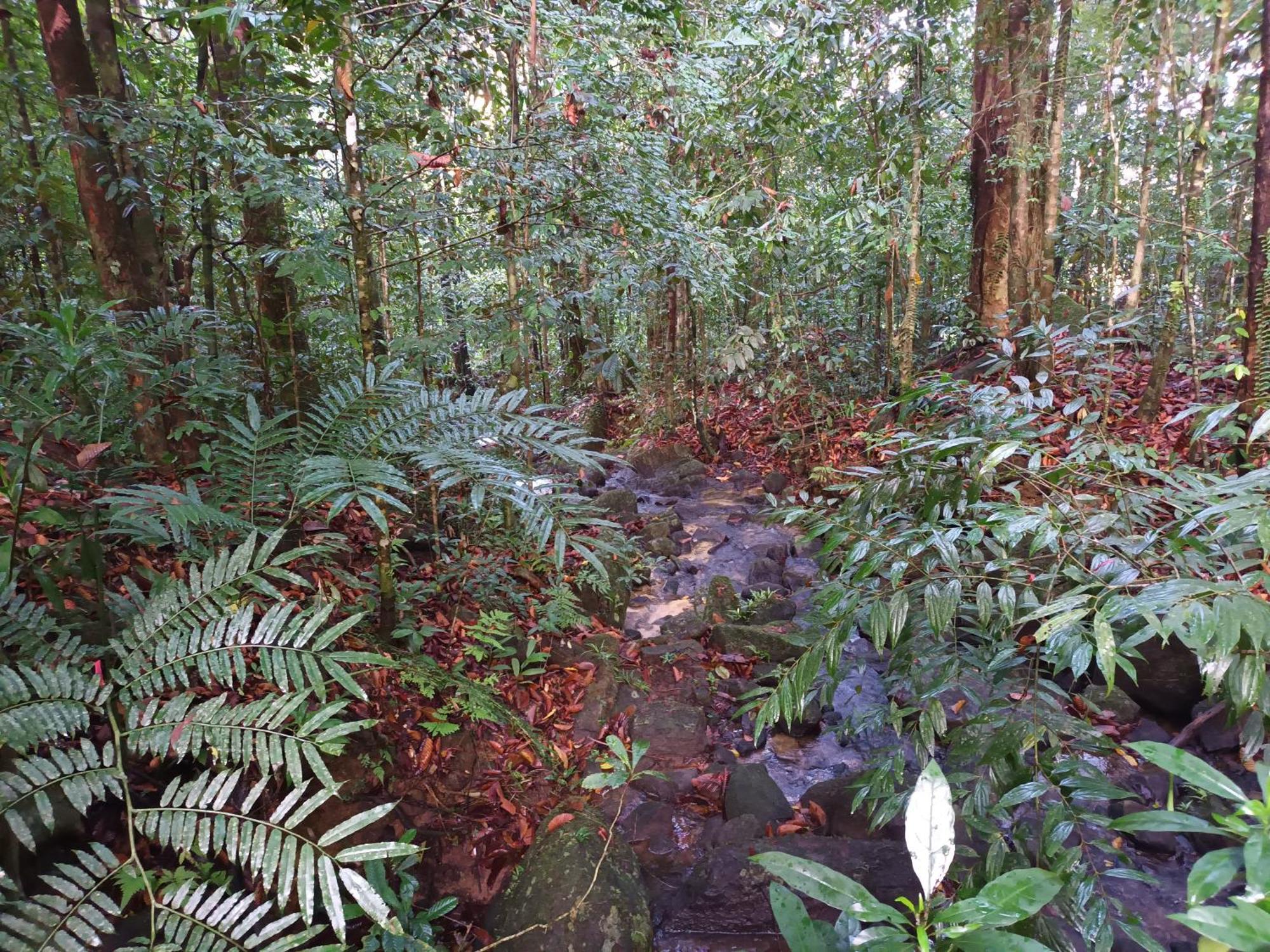 Sunshine Forest Lodge - Sinharaja Денияйя Экстерьер фото